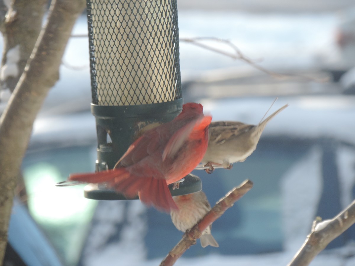 Красный кардинал - ML647739454