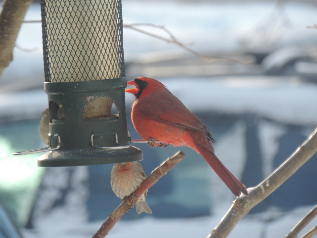 Красный кардинал - ML647739455