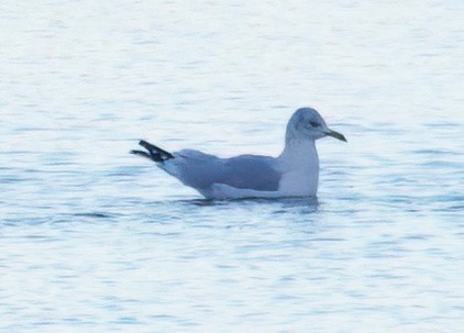 鷗亞科 - ML647739473