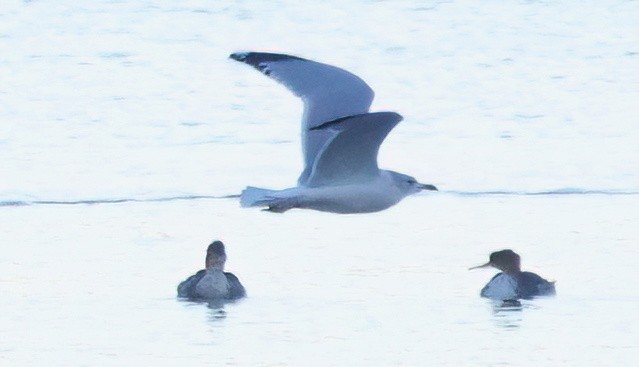 鷗亞科 - ML647739474