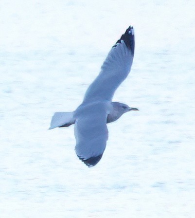 鷗亞科 - ML647739475