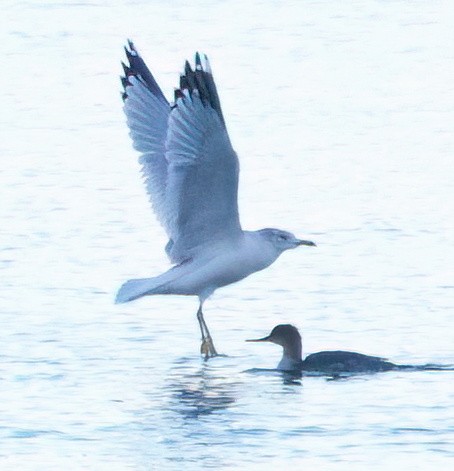 鷗亞科 - ML647739476