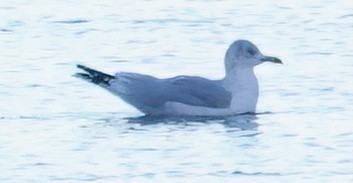 鷗亞科 - ML647739477