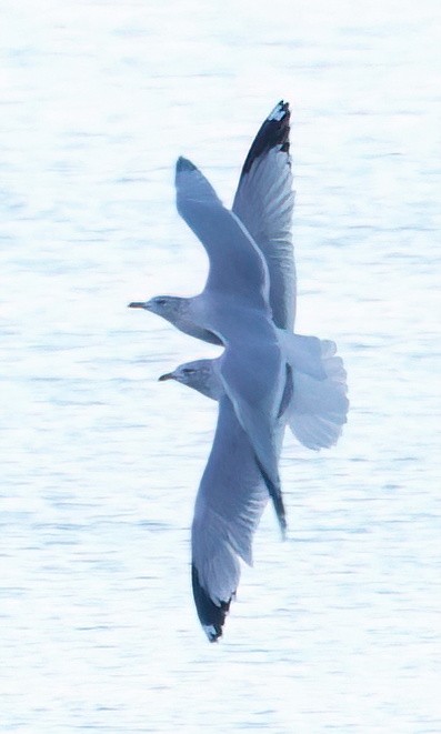 鷗亞科 - ML647739478