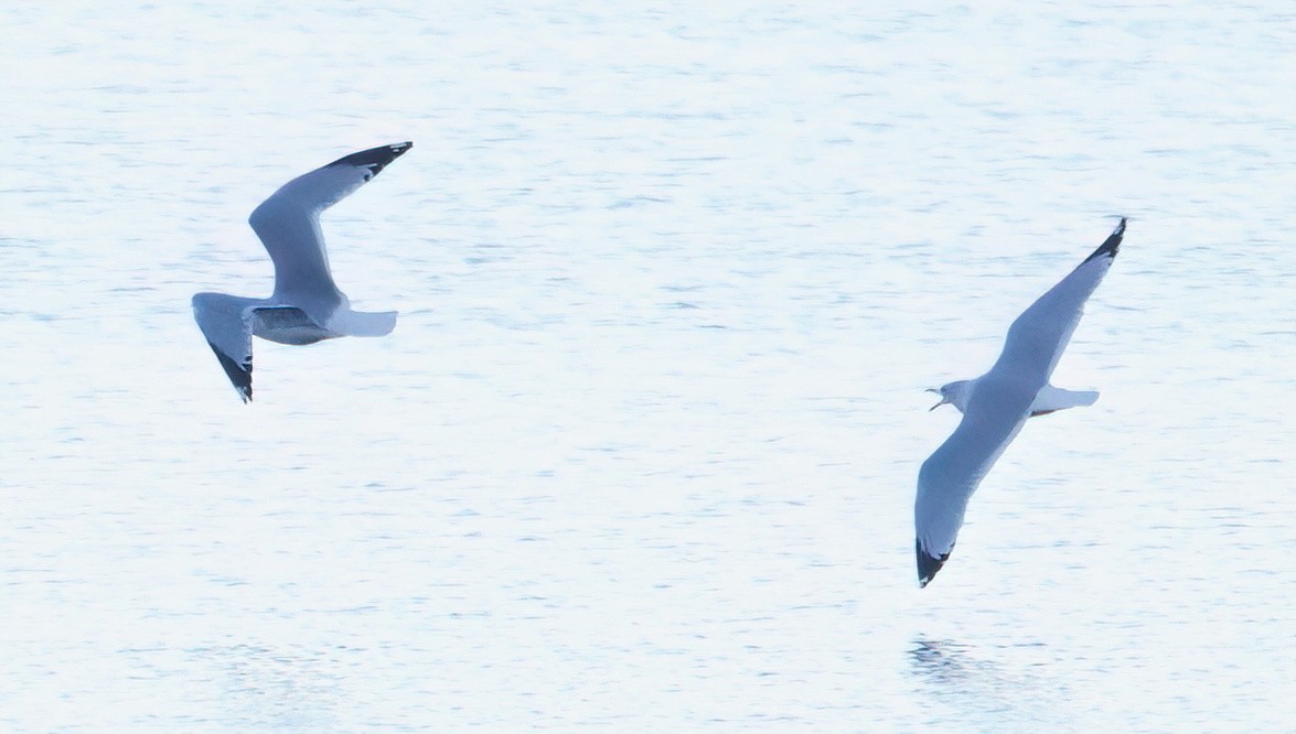 鷗亞科 - ML647739479