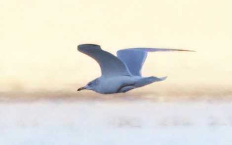 鷗亞科 - ML647739480