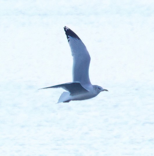 鷗亞科 - ML647739481