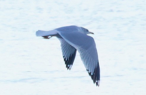 鷗亞科 - ML647739482