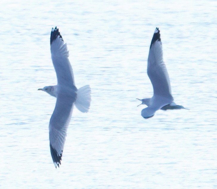 鷗亞科 - ML647739483