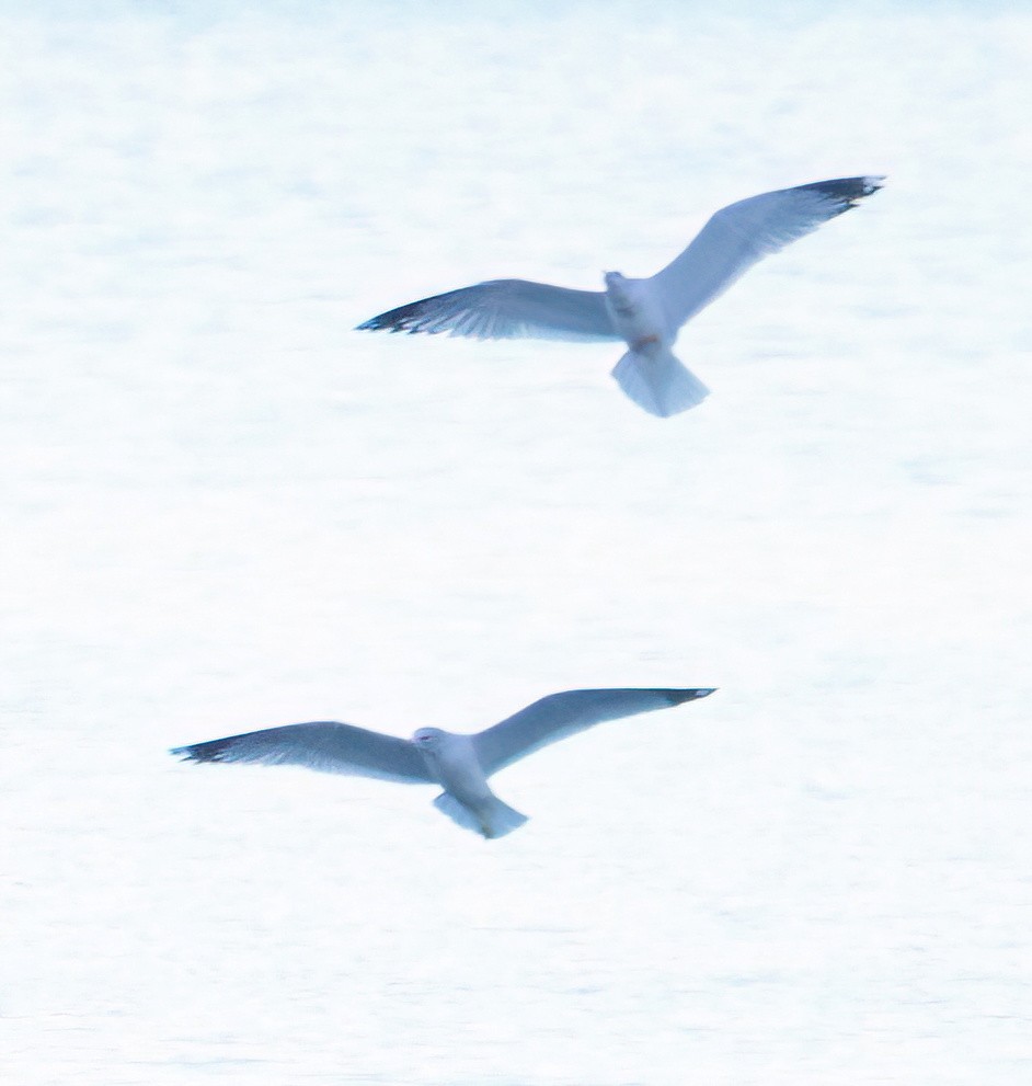 鷗亞科 - ML647739484