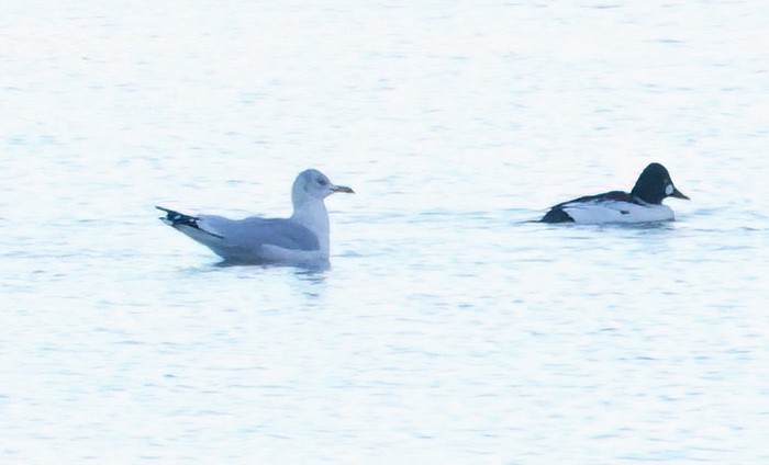 鷗亞科 - ML647739485