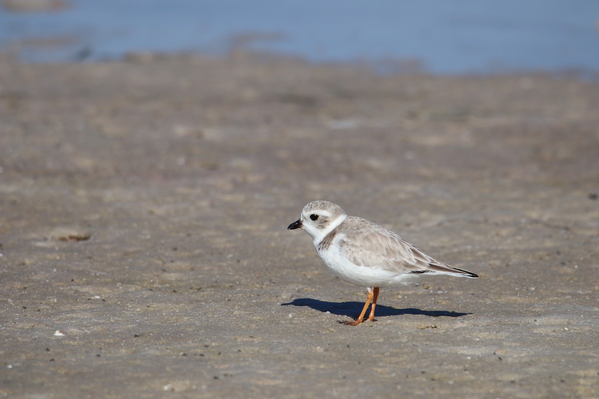 Piping Plover - ML647739488