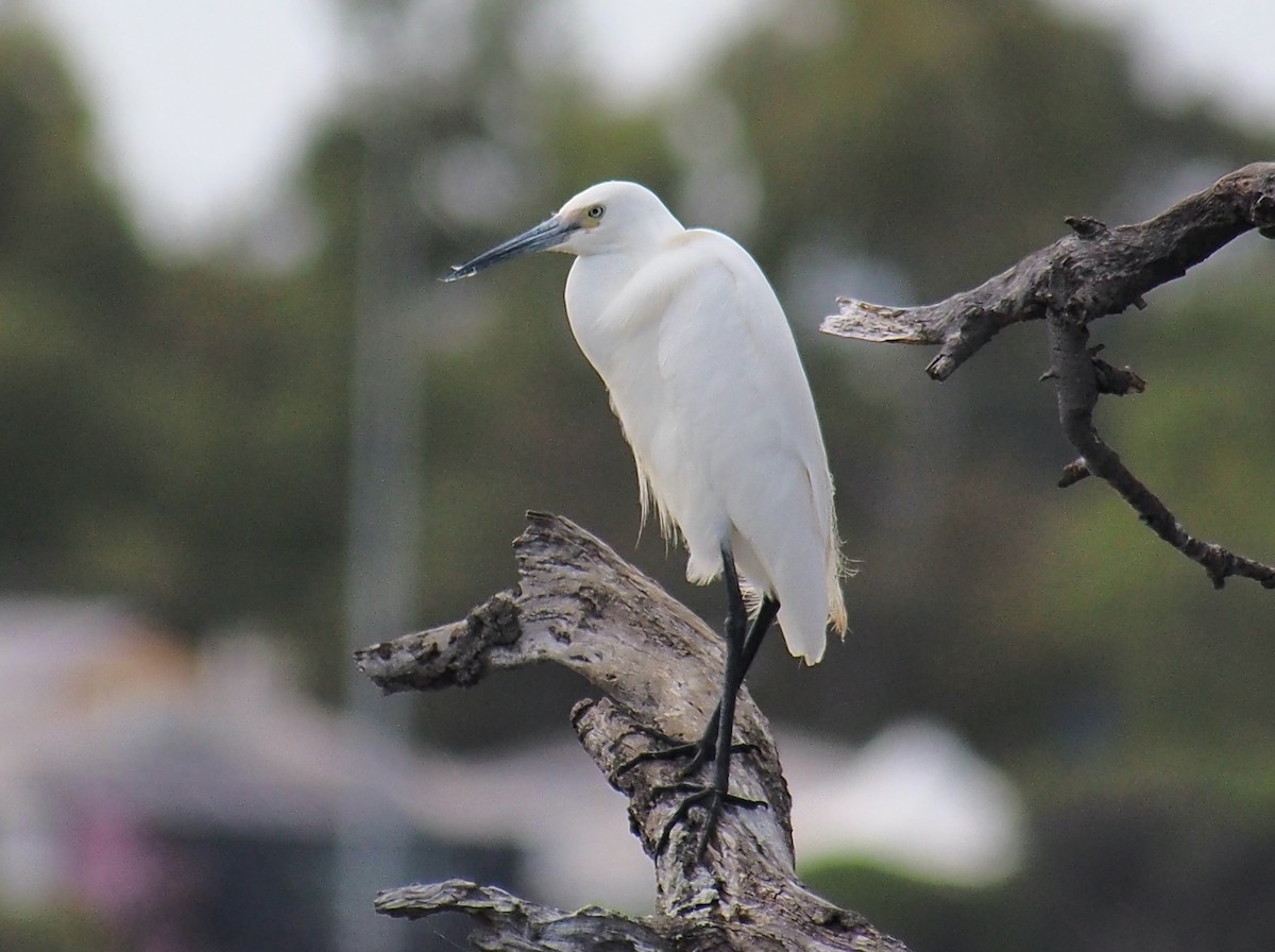 Little Egret - ML647739496