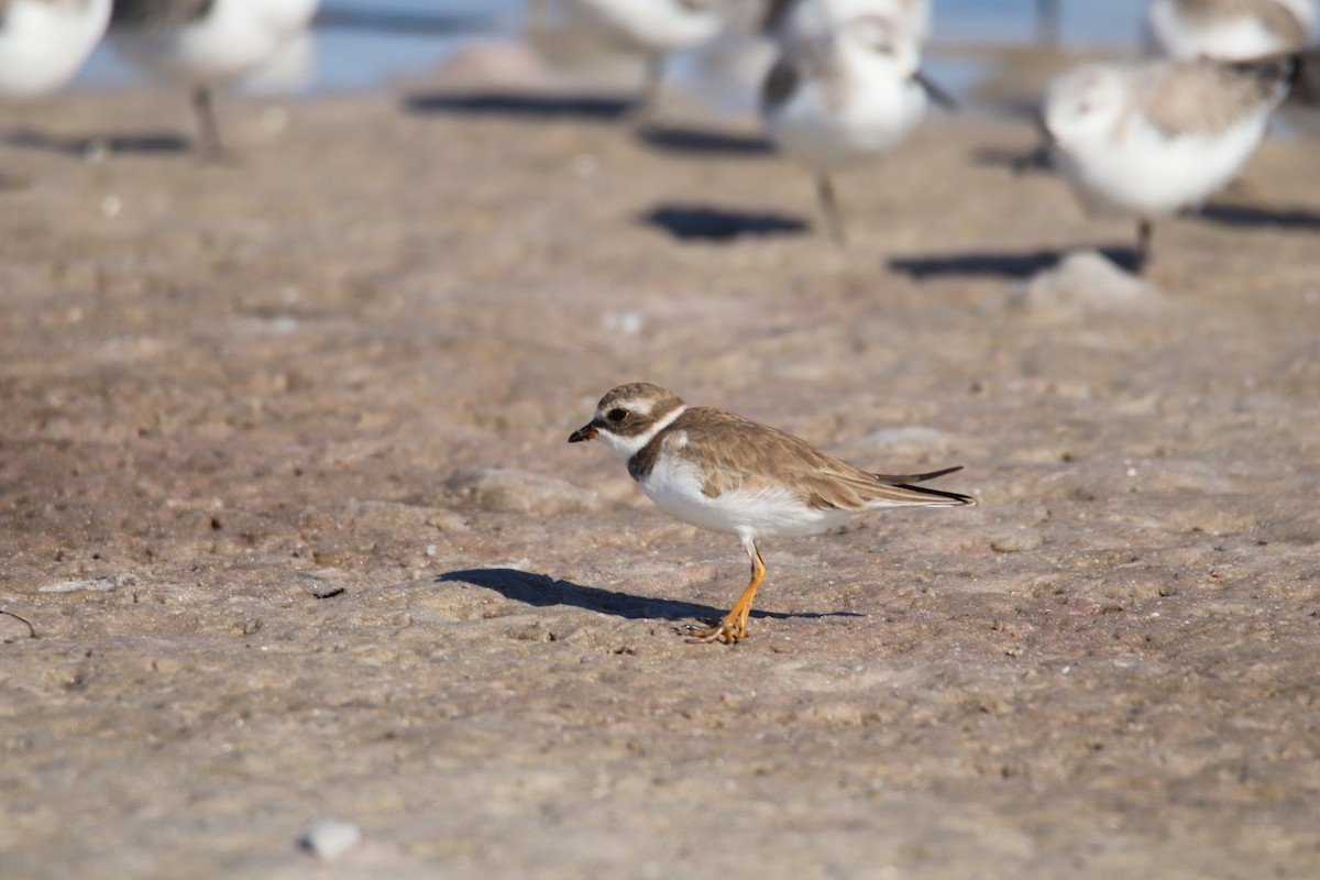Semipalmated Plover - ML647739497