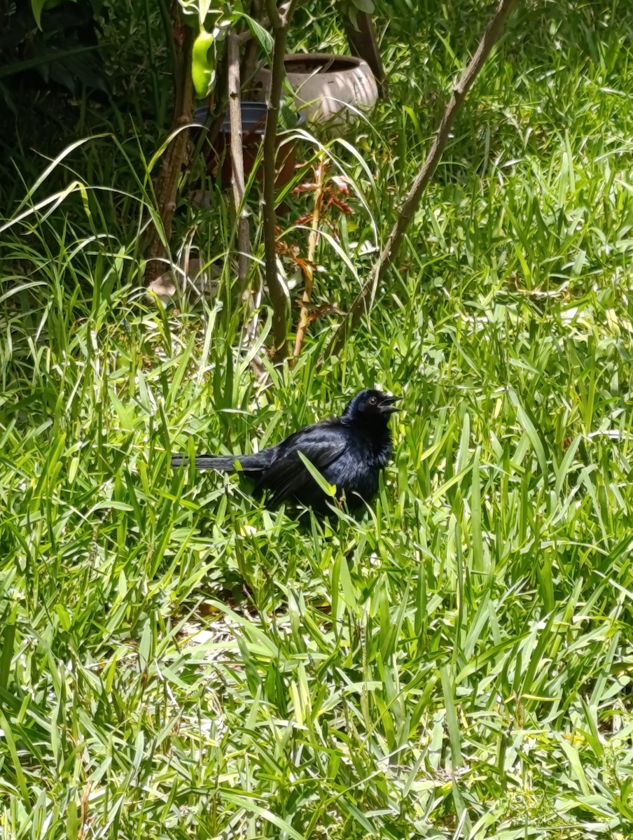 Scrub Blackbird - ML647739509