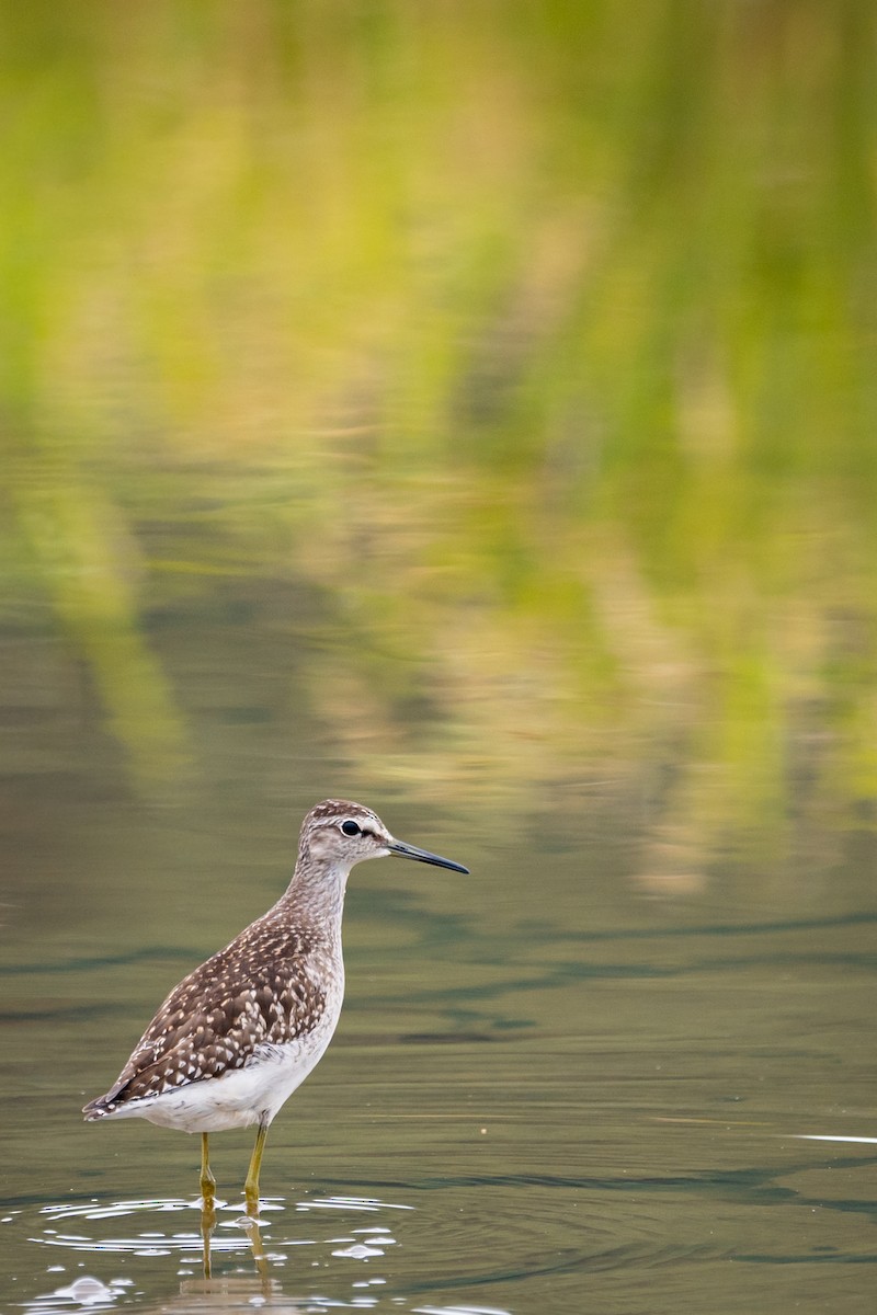 Коловодник болотяний - ML647739519
