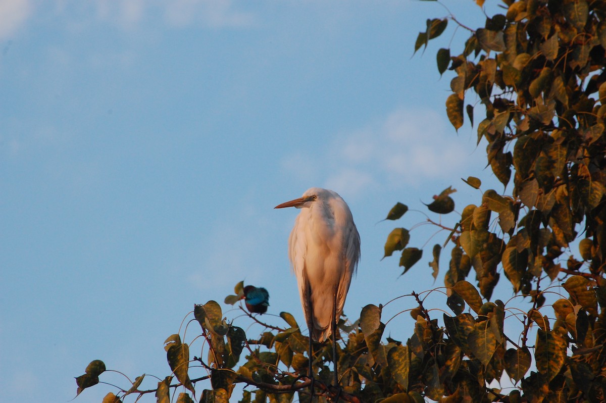 volavka bílá - ML647739526