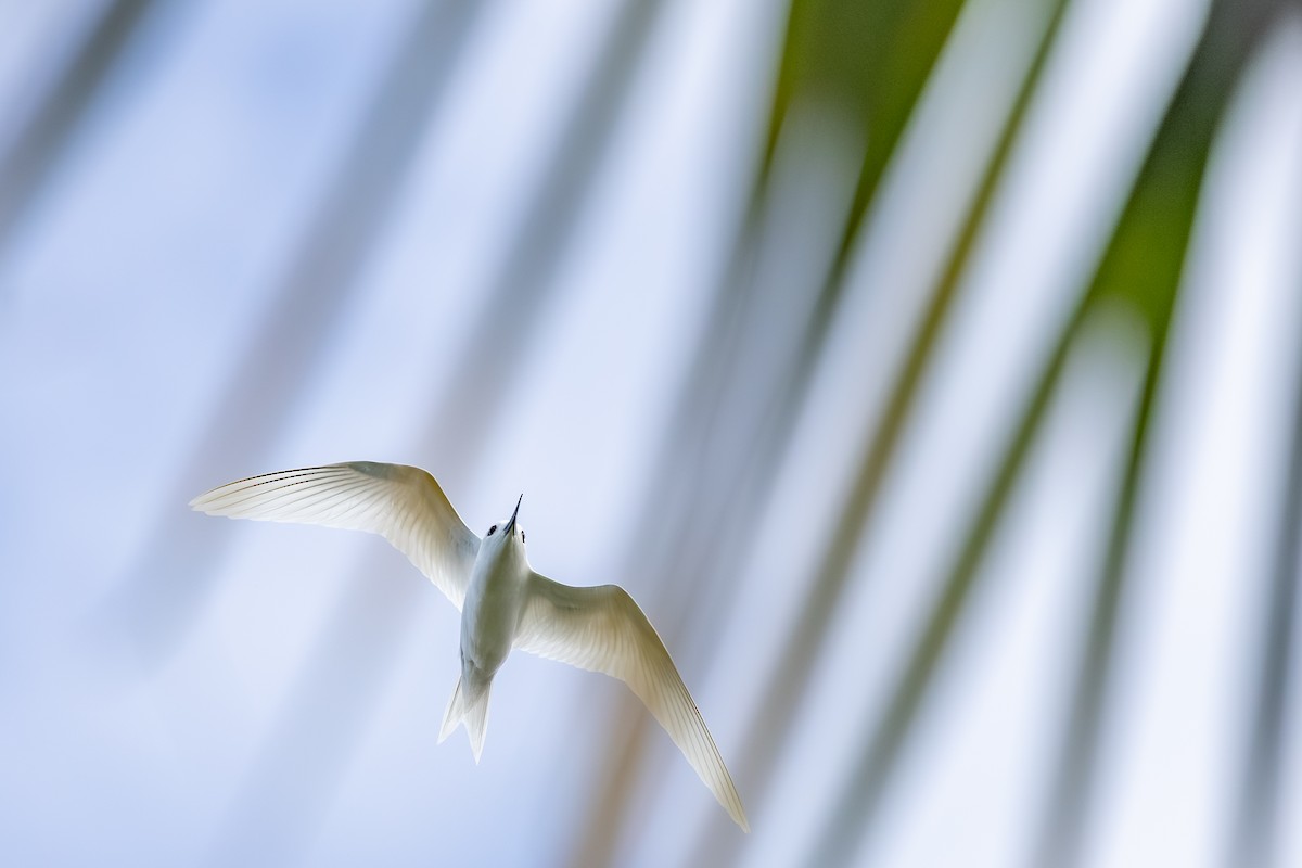 Blue-billed White-Tern - ML647739528