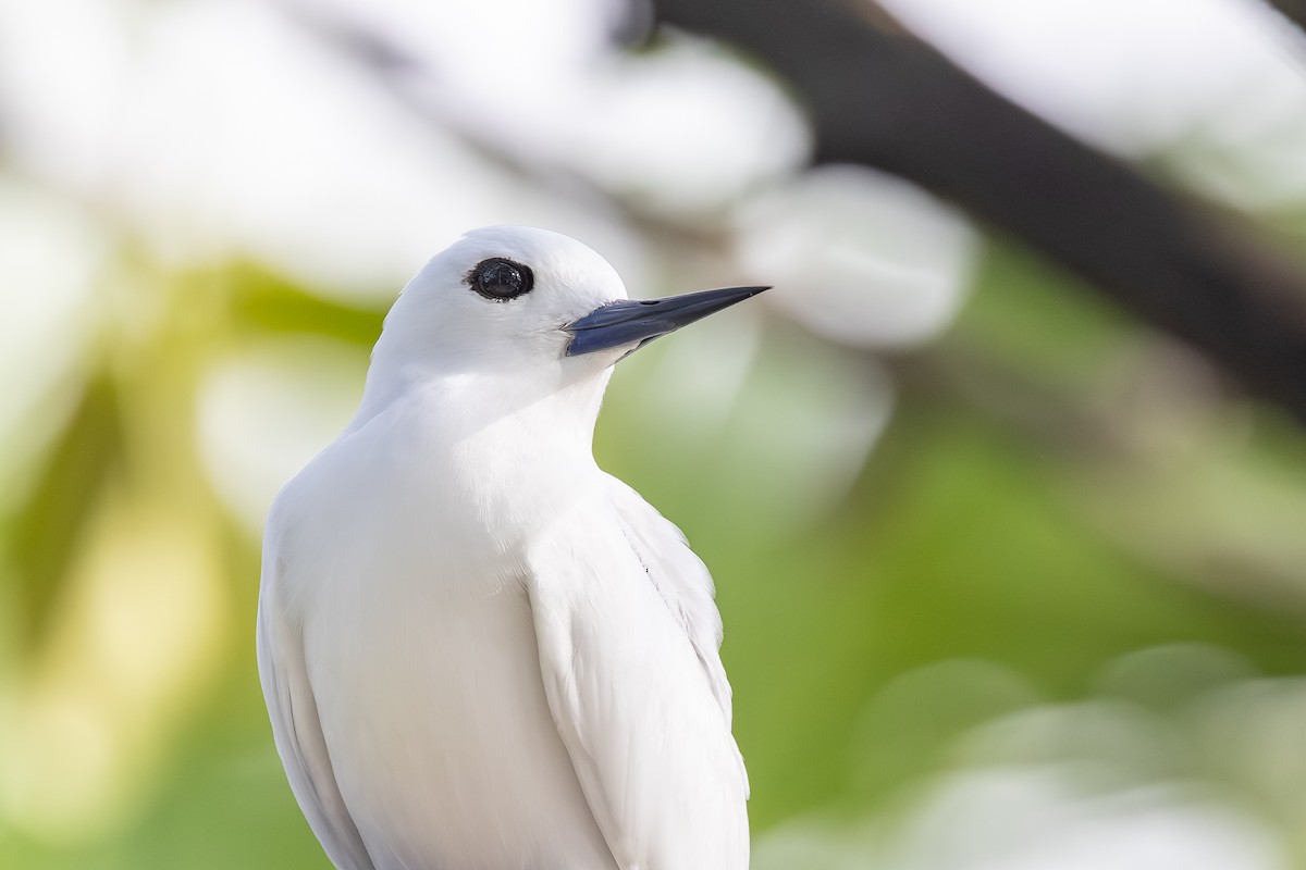 Blue-billed White-Tern - ML647739529