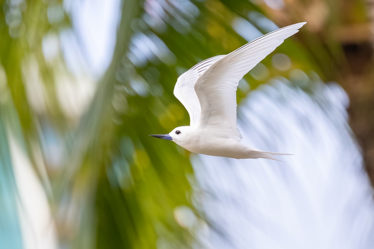 Blue-billed White-Tern - ML647739530