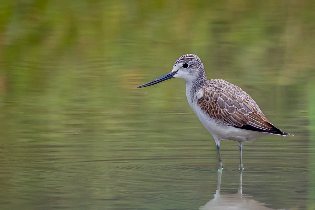 Коловодник великий - ML647739536