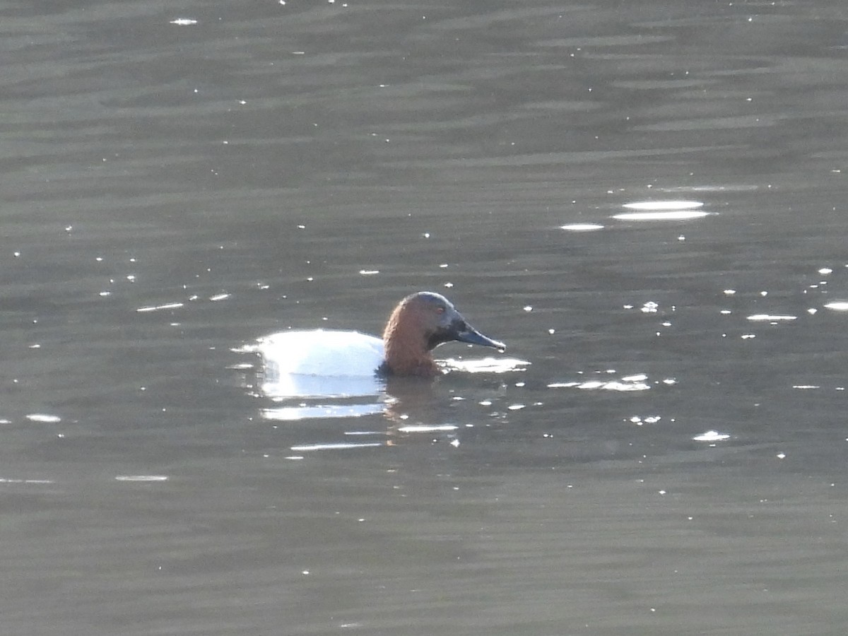 Murgilari bizkarzuria - ML647739538