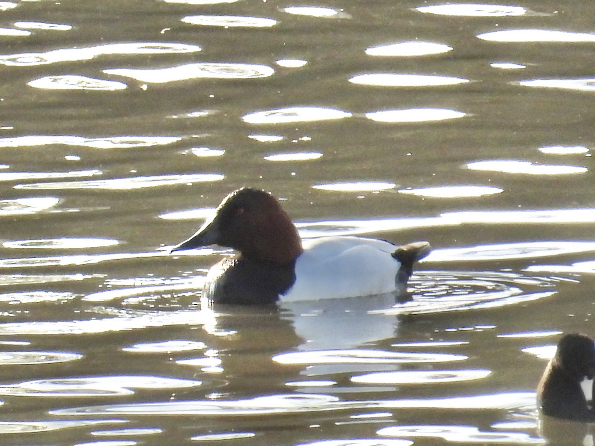 Murgilari bizkarzuria - ML647739539