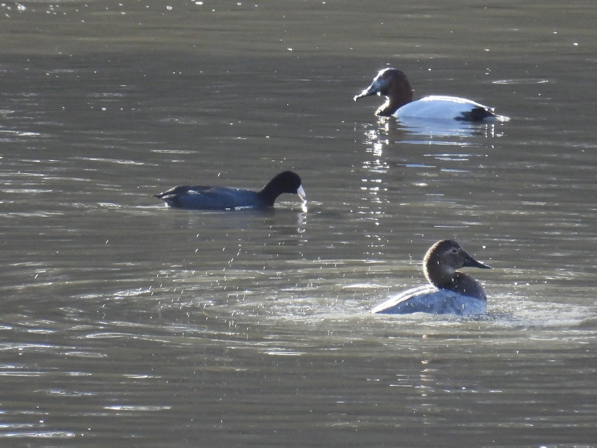 Murgilari bizkarzuria - ML647739540