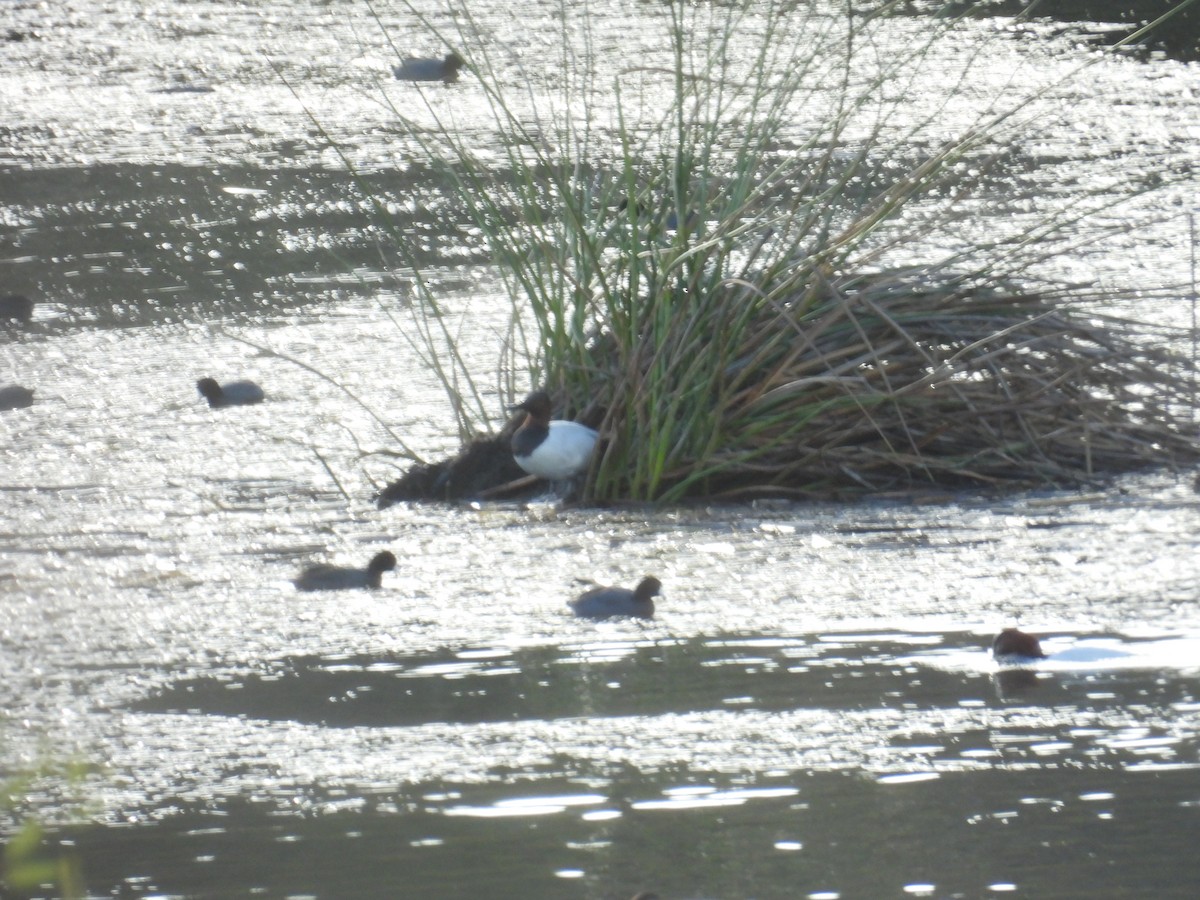 Murgilari bizkarzuria - ML647739541