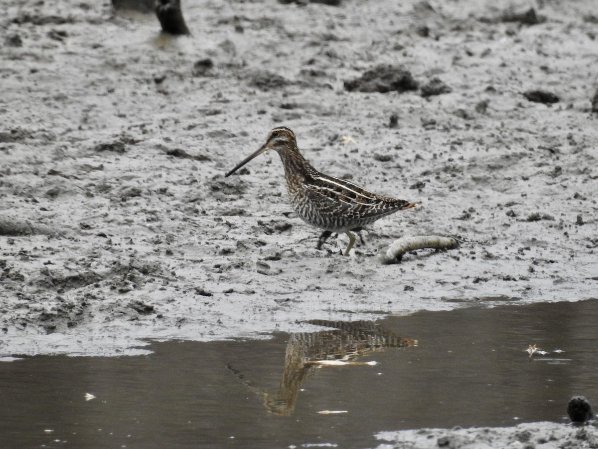 Wilson Suçulluğu - ML647739543