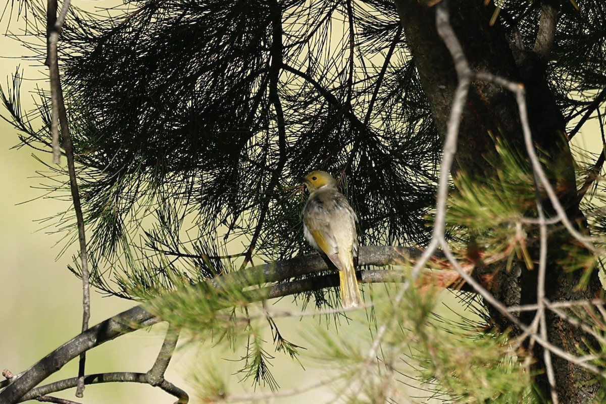 White-plumed Honeyeater - ML647739550