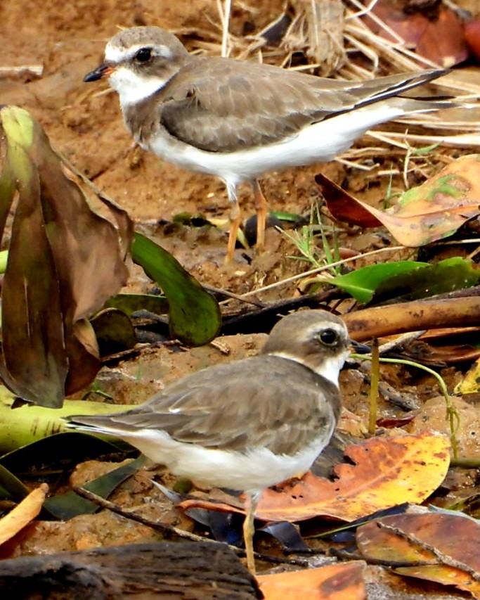 Semipalmated Plover - ML647739552