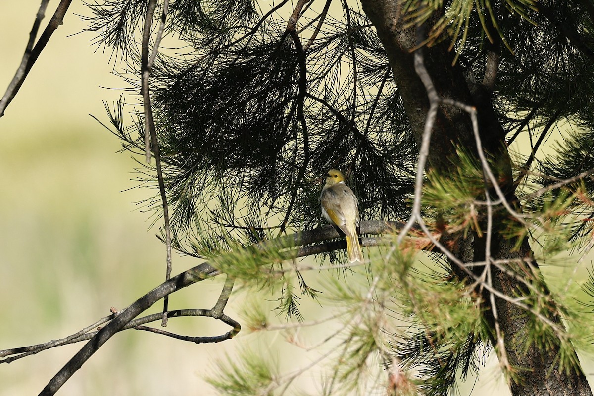White-plumed Honeyeater - ML647739553
