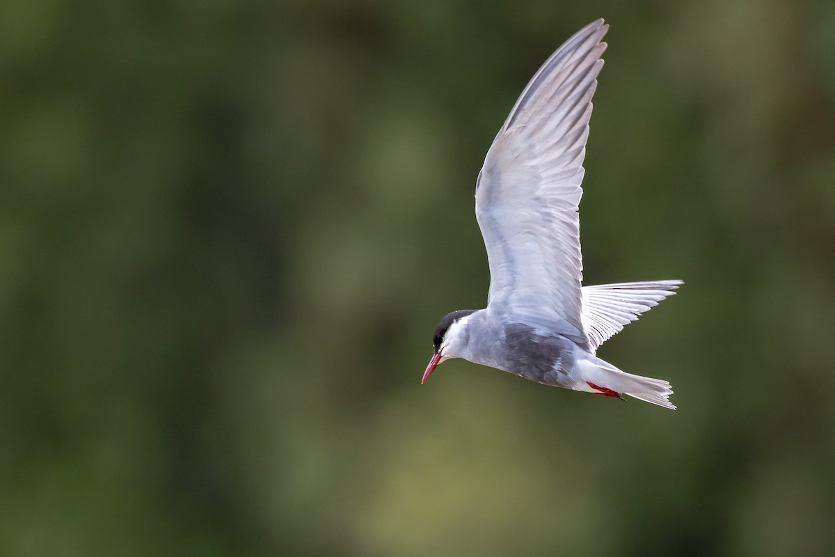 Крячок білощокий - ML647739555