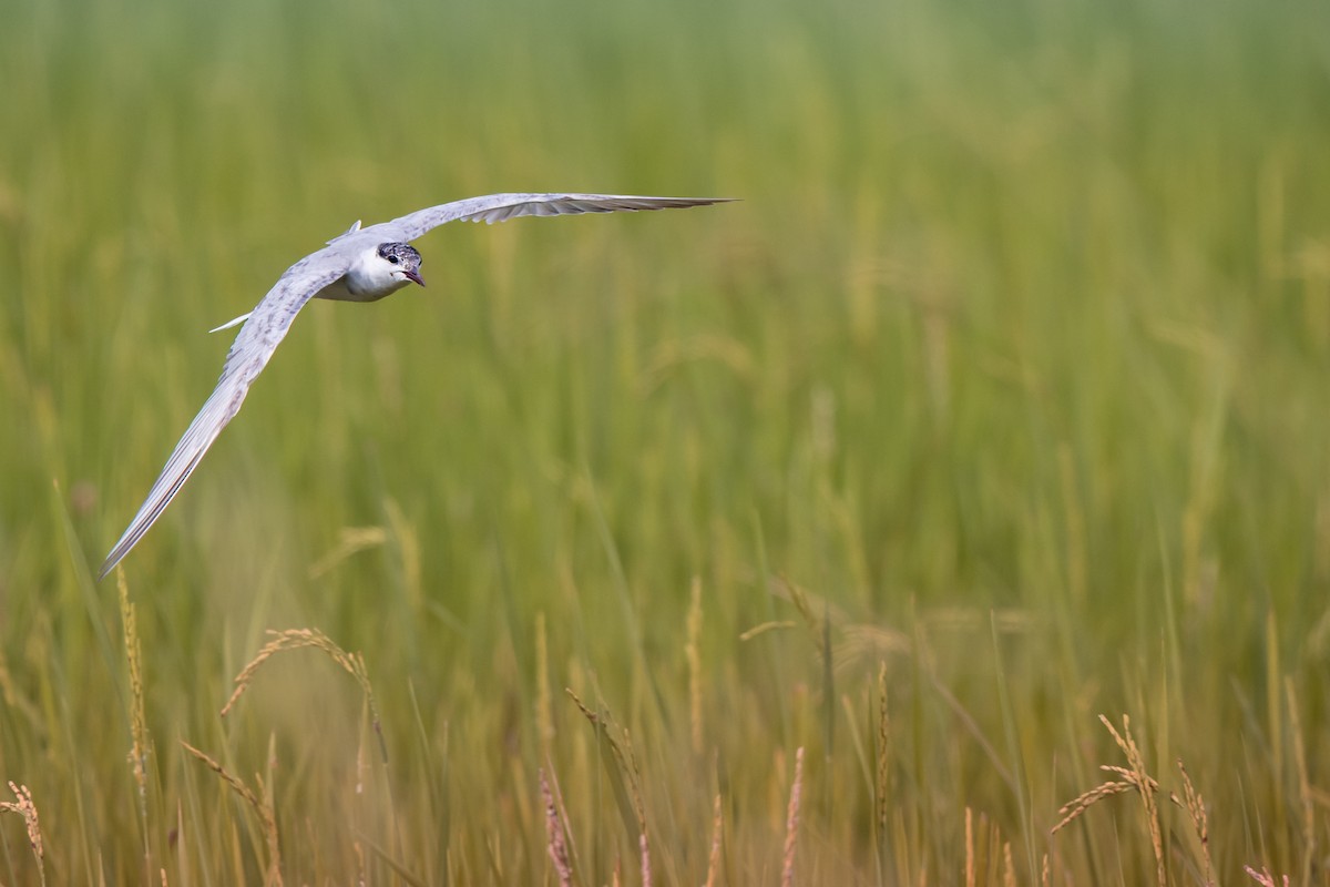 Крячок білощокий - ML647739556