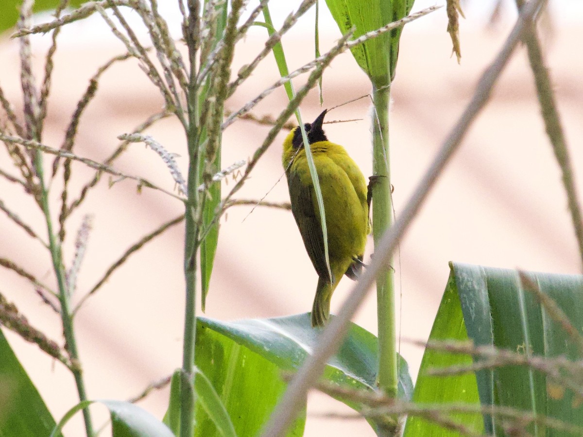 Slender-billed Weaver - ML647739570