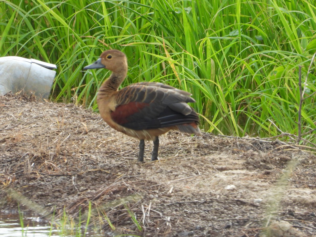 Zuhaitz-ahate javatarra - ML647739576