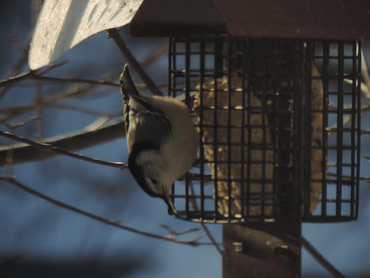 Sittelle à poitrine blanche - ML647739579