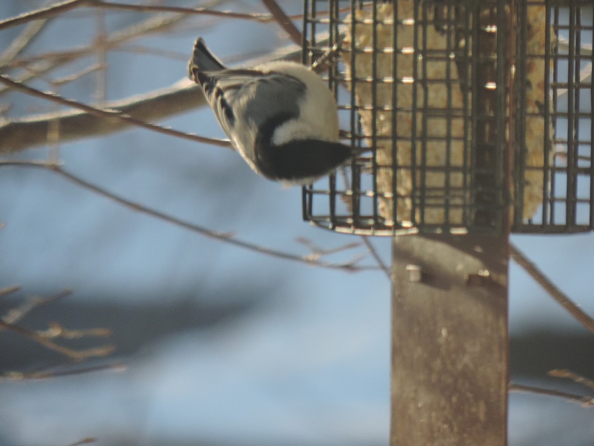 Sittelle à poitrine blanche - ML647739580