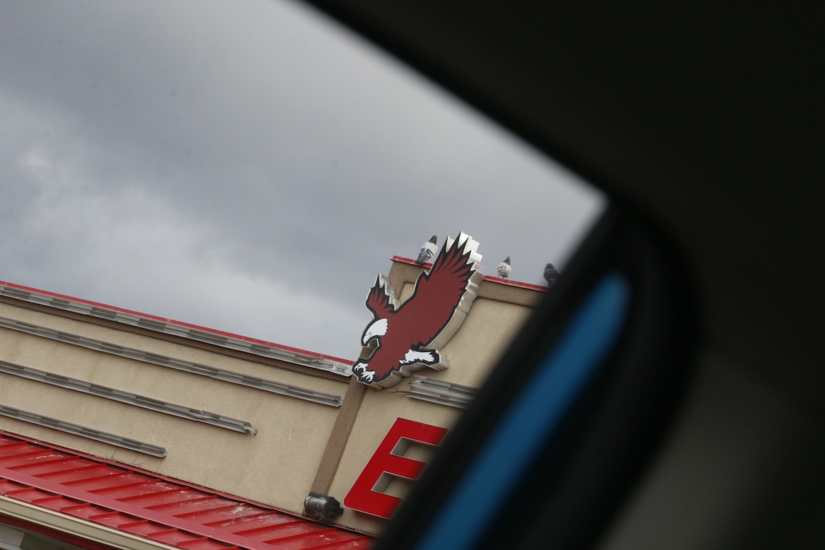 holub skalní (domácí) - ML647739588