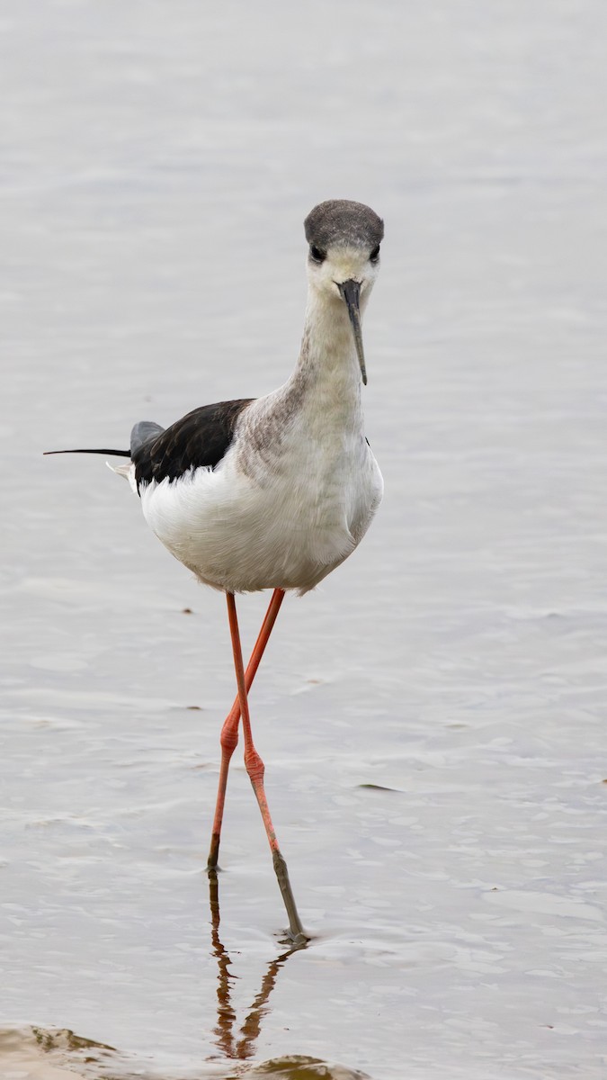 高蹺鴴 - ML647739602