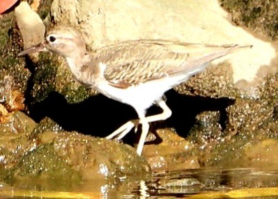 Solitary Sandpiper - ML647739604