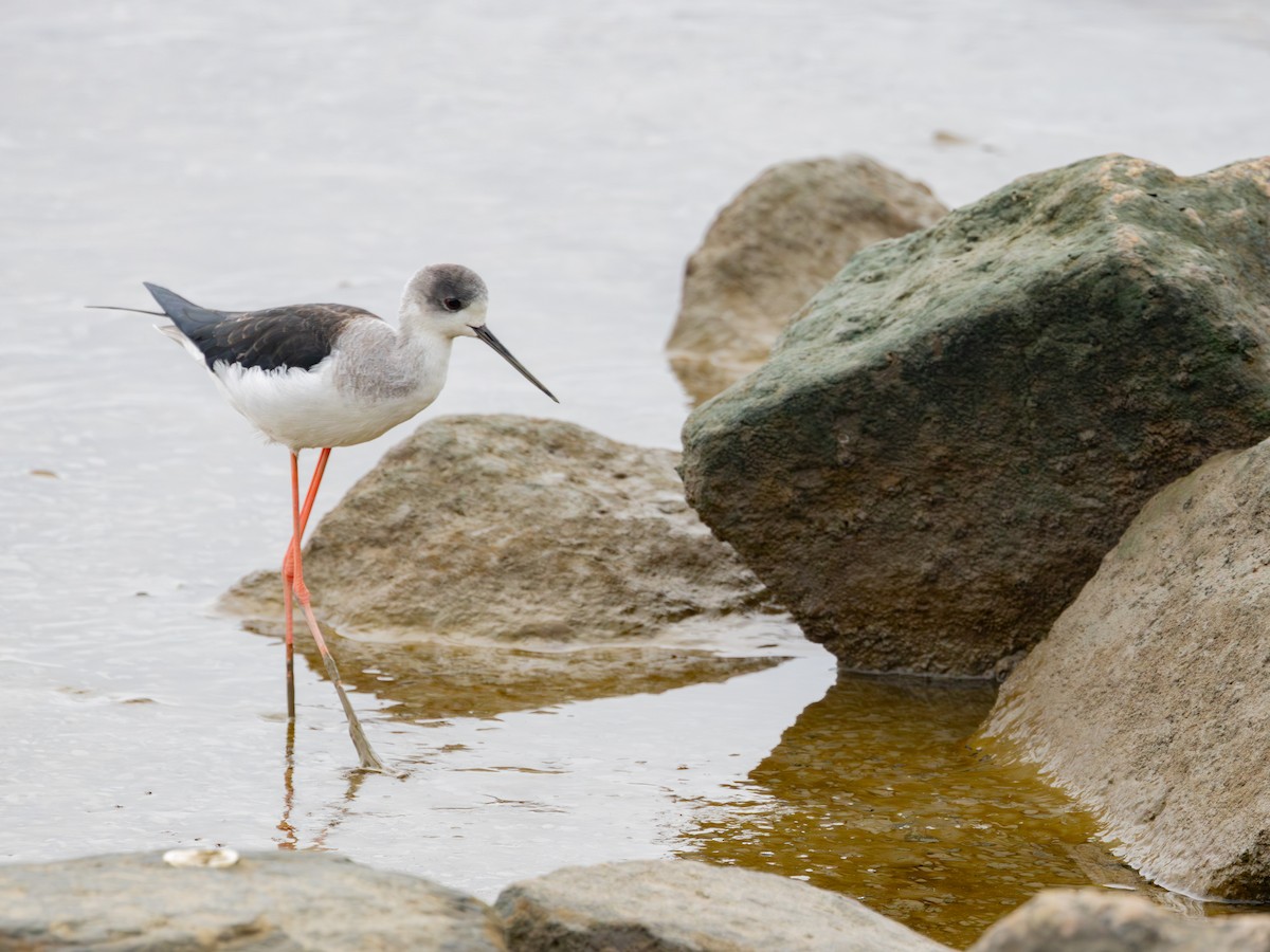 高蹺鴴 - ML647739608