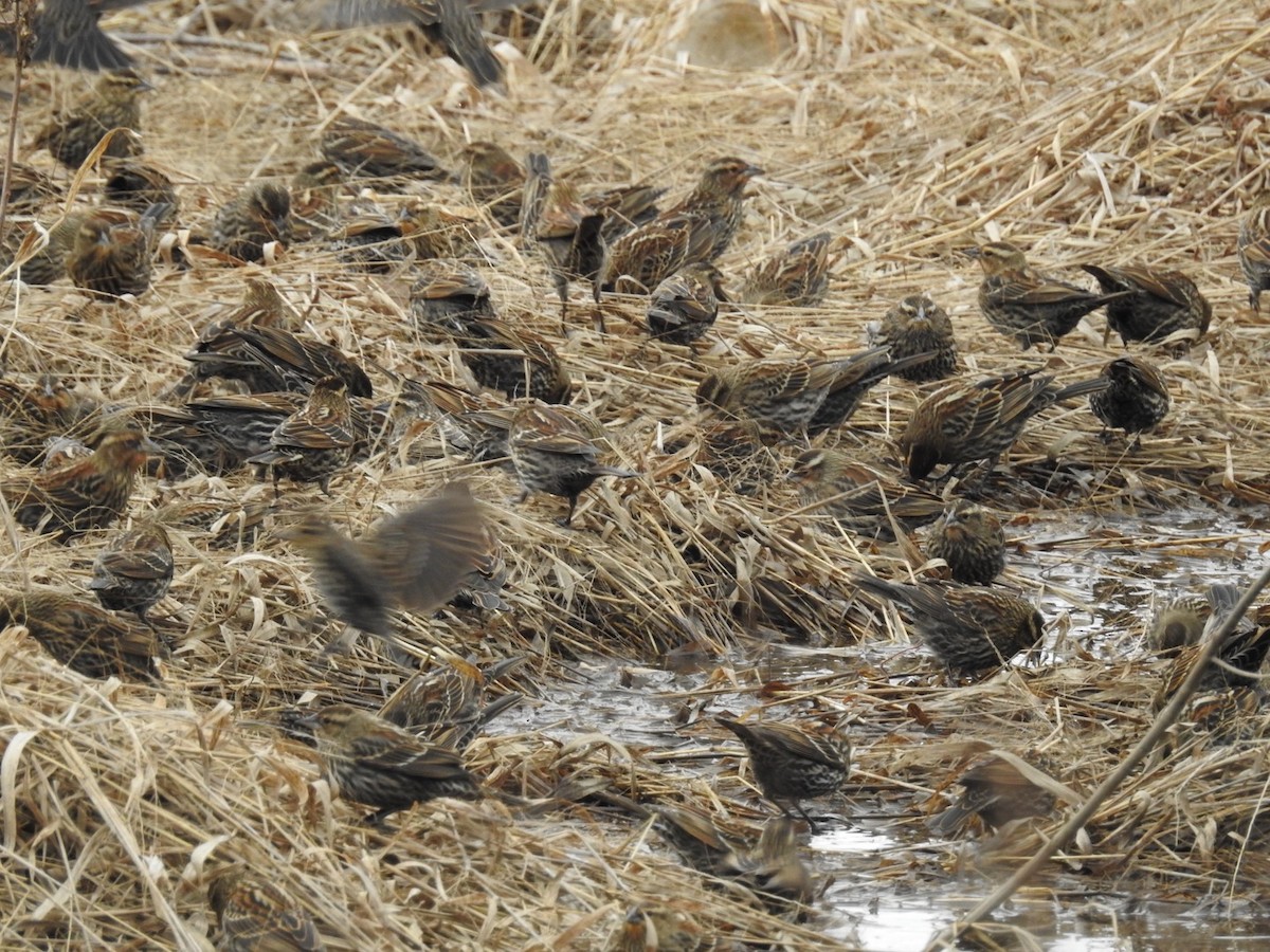 Red-winged Blackbird - ML647739609
