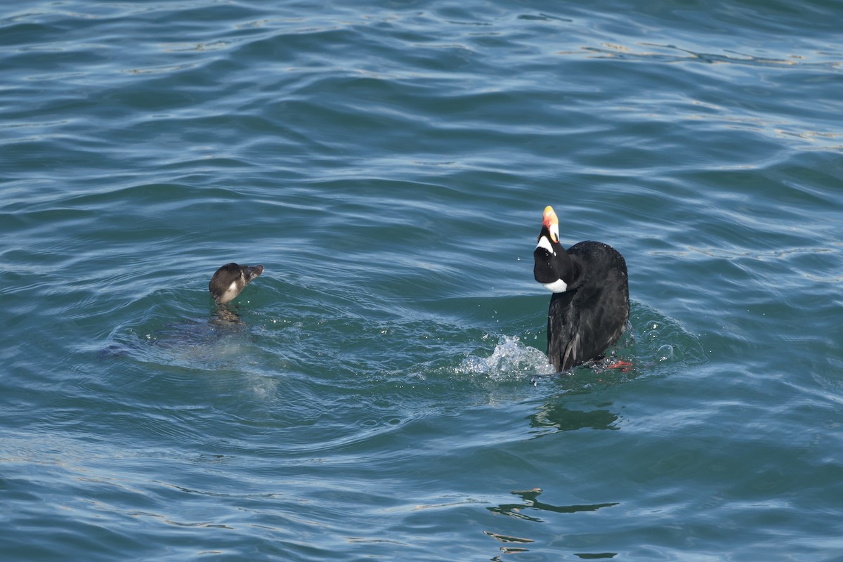 Surf Scoter - ML647739610