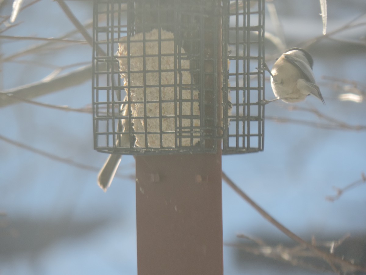 Black-capped Chickadee - ML647739612