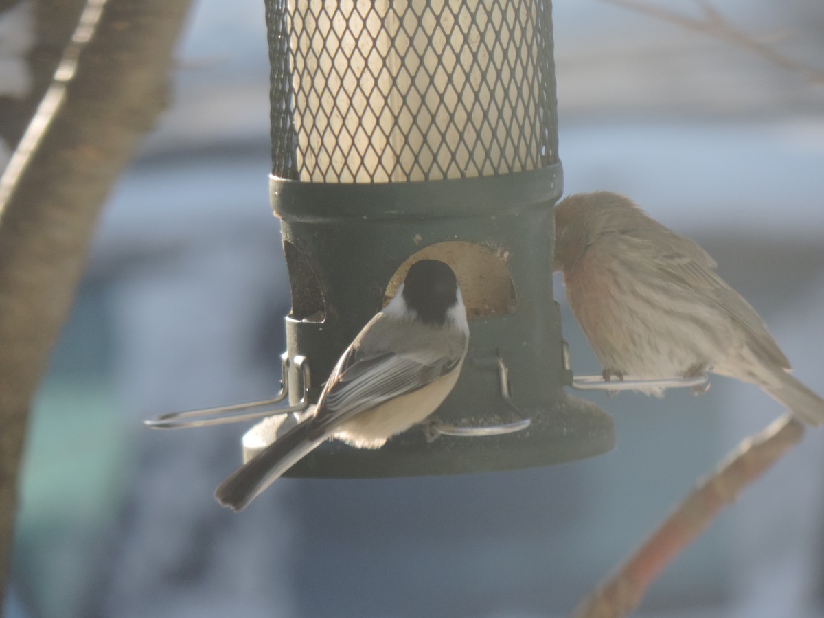 Black-capped Chickadee - ML647739613