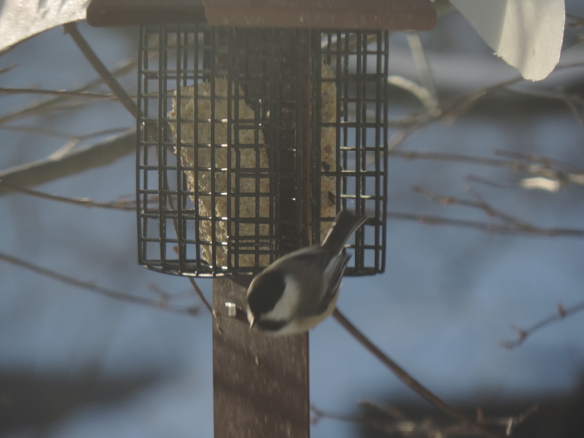 Black-capped Chickadee - ML647739614