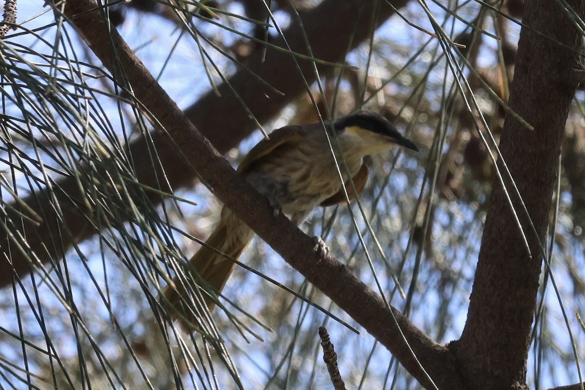 Singing Honeyeater - ML647739615