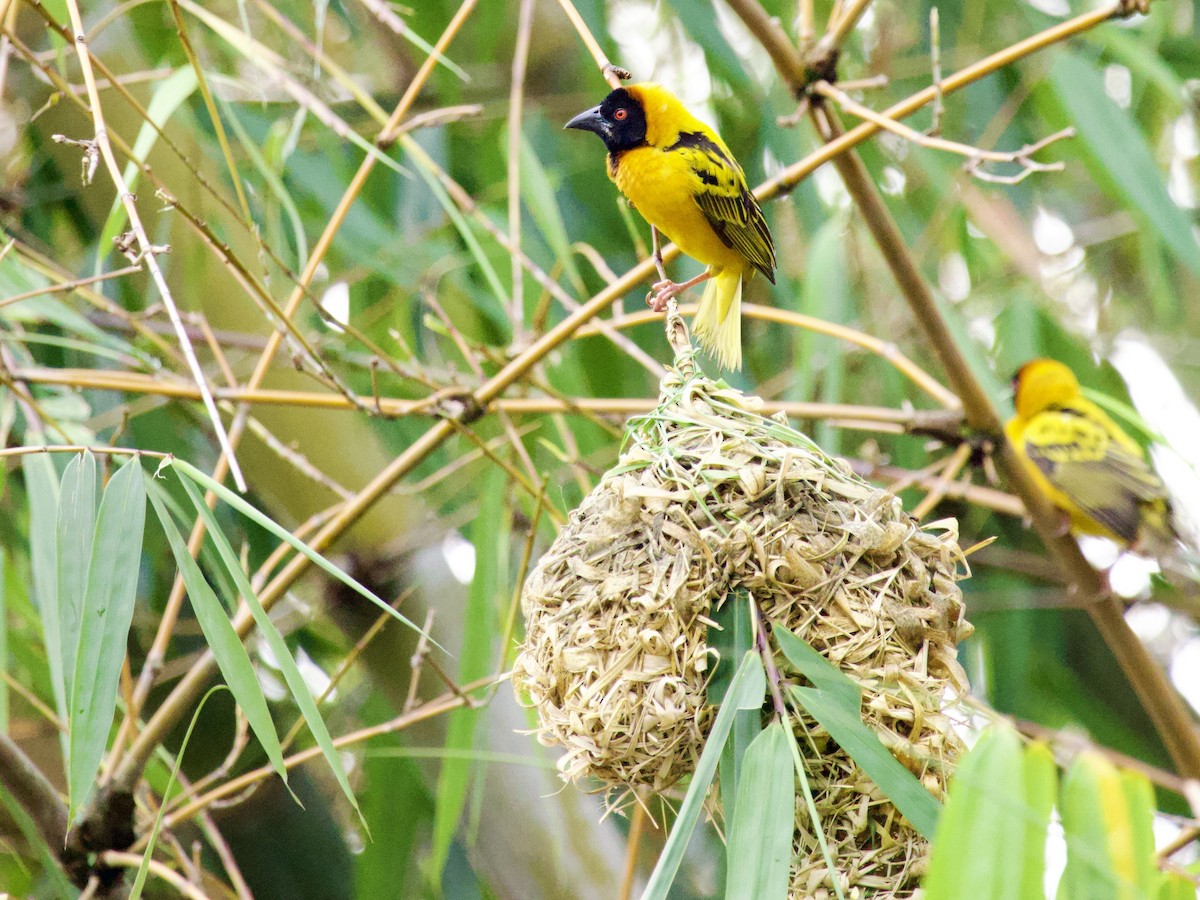 Village Weaver - ML647739616